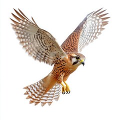 A kestrel hovering mid-air, wings outstretched, sharp beak and talons, lifelike feather texture, isolated on a pure white background.