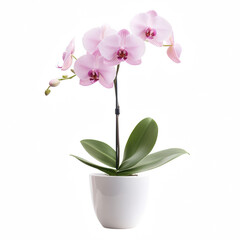 Obraz premium A delicate pink orchid with multiple blooms, elegantly displayed in a sleek white pot.