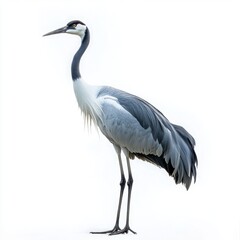 Obraz premium Graceful Crane with Sleek Gray-and-White Plumage and Red Head Patch - Ideal Stock Image for Wildlife and Cultural Themes