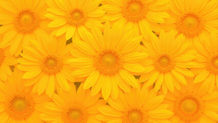 Fototapeta premium Vibrant Yellow Daisies in Full Bloom for Natural Wallpaper
