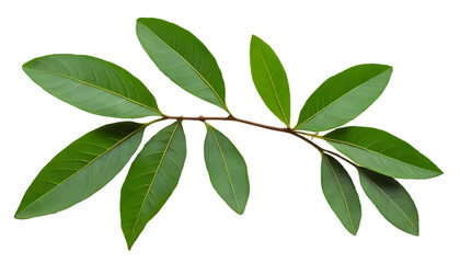 Single Curry Leaf PNG | Aromatic Herbal Sprig for Culinary and Medicinal Use