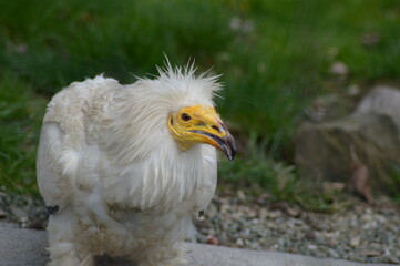 The Egyptian vulture