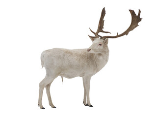 White deer isolated on white background