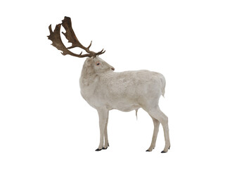 White deer isolated on white background