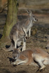 kangaroo in the zoo