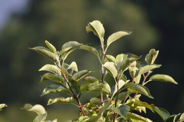 Fototapeta premium close up of a branch of a tree