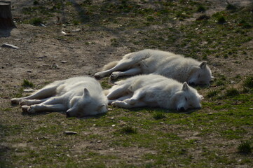 Three sleeping Alaskan Tundra Wolfs