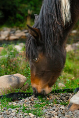 Close up of a brown horse eating grass near a river with a detailed focus on its head and muzzle. 