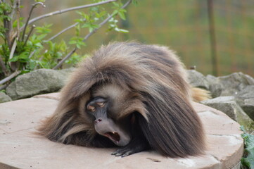 The male Gelada baboon