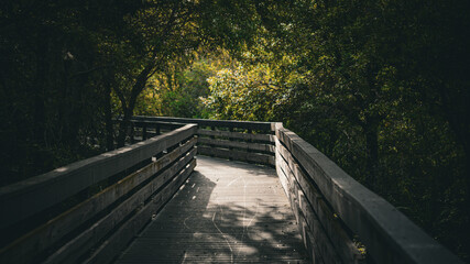 old wooden bridge in the forest