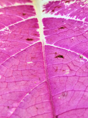 Fototapeta premium Close-up of vibrant coleus plant leaves displaying bright pink centers and intricately patterned green edges growing in a lush garden.
