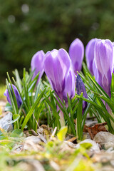 Purple crocus vernus (spring crocus, giant crocus)