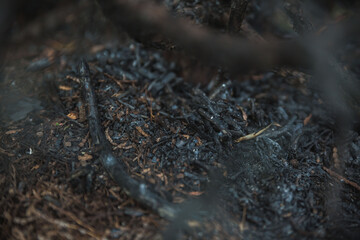 Scorched earth with thujas foliage