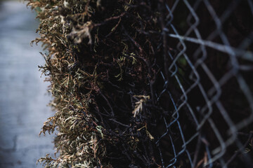 Burnt thuja branches sticking out through a wire mesh fence