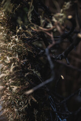 The remains of burnt thuja branches after a fire