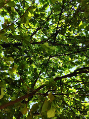 A vibrant view through a dense canopy of leafy branches bearing small fruits, against a backdrop of a clear blue sky, capturing the essence of a peaceful and thriving natural environment.