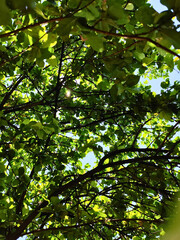 A vibrant view through a dense canopy of leafy branches bearing small fruits, against a backdrop of a clear blue sky, capturing the essence of a peaceful and thriving natural environment.