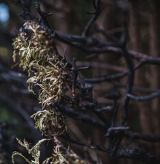 The remains of burnt thuja branches after a fire