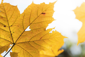 Maple leaf with a heart shaped hole.