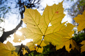 Maple leaf with a heart shaped hole.