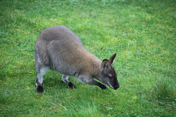 Red-necked vulture is looking for something in the grass