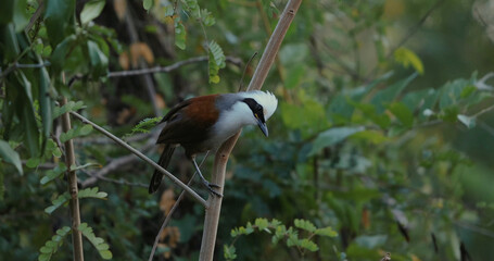 Bird perched on bamboo surrounded by lush green foliage.