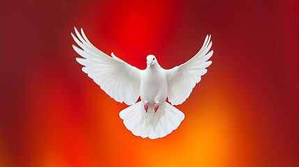 White Dove In Flight Against Red And Orange Background
