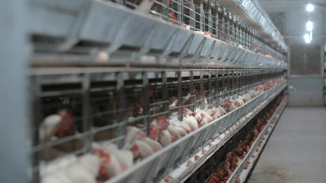 Intensive Poultry Farming System Overview