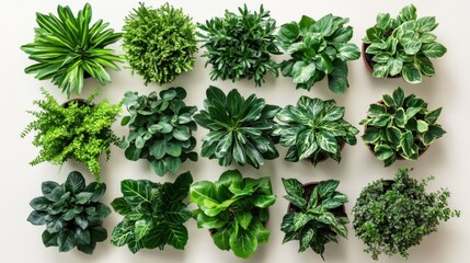 Obraz premium Overhead arrangement of assorted vibrant green houseplants in pots against a neutral background creating a fresh and calming botanical display perfect for home decor