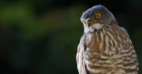 Crested goshawk with intense yellow eyes, blurred green backdrop, Thailand. Wild hawk portrait, Kaeng Krachan National Park.