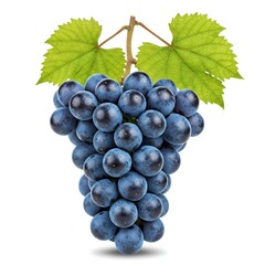 Fototapeta premium Bunch of Fresh Dark Blue Grapes with Green Leaves Isolated on White Background - Healthy Fruit Snack