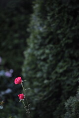 red flowers in the forest