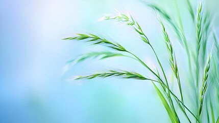 Close Up Of Green Grass With Soft Focus Background