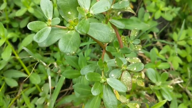 A close-up of a small green purslane, against a lush grassy background. highlighting the beauty and joy of plant life in nature.
Portulaca Oleracea.