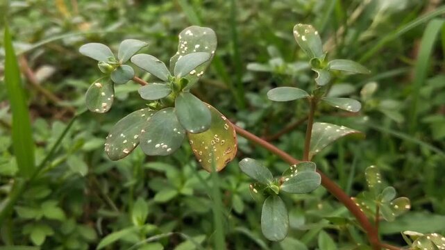 A close-up of a small green purslane, surrounded by lush grass, showing the natural beauty and growth of the plant. Portulaca Oleracea.