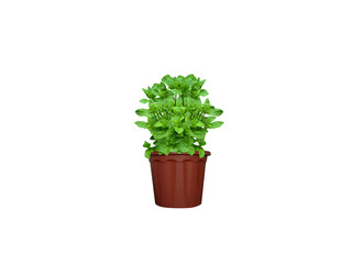 Mentha arvensis or corn mint pot plant leaves isolated on white background