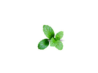 Mentha arvensis or corn mint plant leaves isolated on white background