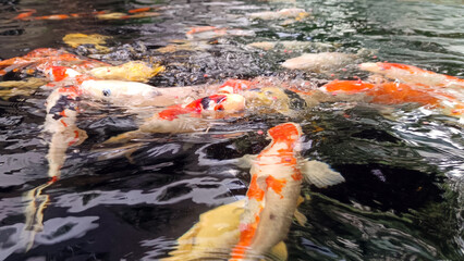 Koi fish are fed in the pond