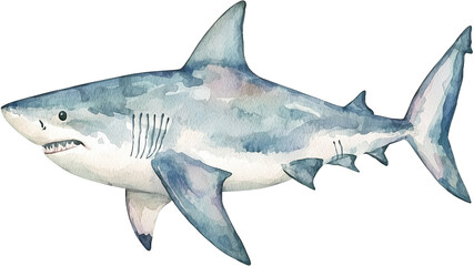 Fototapeta premium Watercolor Illustration of a Great White Shark Swimming