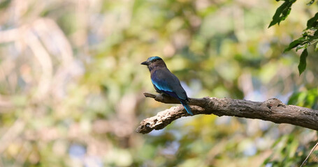 Colorful Indochinese roller bird perched on tree branch in vibrant forest background.