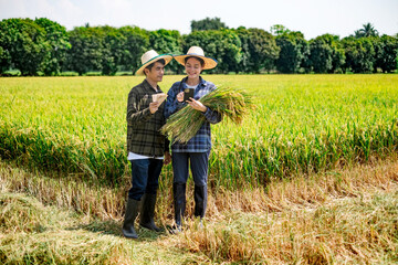 Farmers harvesting rice lush green field photography sunny day close-up view agriculture and sustainability