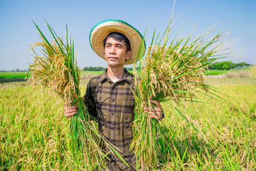 Harvesting rice agricultural field portrait photography rural landscape close-up farming practices