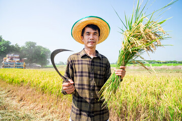 Harvesting rice rural field agriculture scene sunny environment close-up view sustainable farming practices
