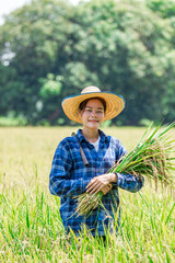 Harvesting rice rural thailand portrait agricultural field close-up farming practices