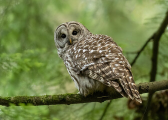 Barred Owl (Strix varia)