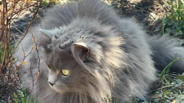 The Nebelung cat with long and dense fur.