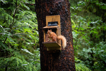 A charming red squirrel feeds on its snack atop a wooden feeder attached to a tree amidst the green forest surroundings. The setting highlights the interaction of wildlife within natural habitats.