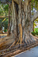 Tree outside the Museo De Bellas Artes De Sevilla