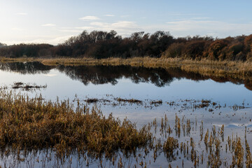 Scenic view of Aberlady Bay Nature Reserve's wetlands, showcasing clear reflections and lush vegetation, under a bright sky, creating a tranquil and serene mood - Aberlady, East Lothian, Scotland