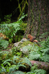A vibrant red squirrel sits on a moss-covered rock beneath a large tree in a dense forest, surrounded by lush green ferns. The natural scene depicts tranquility, wildlife, and rich biodiversity